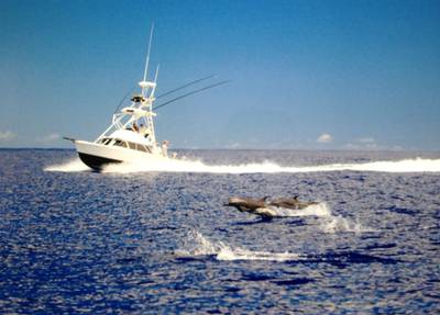 Live Bait Sport Fishing