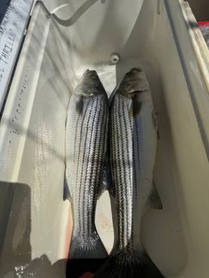 Agawam Boat and Fishing Charters